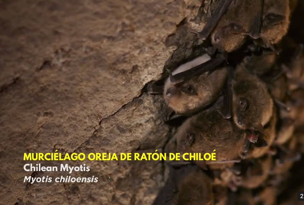 ¿Conocías el murciélago oreja de ratón de Chiloé?