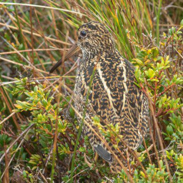 Becasina grande, una desconocida joya ornitológica de la Patagonia