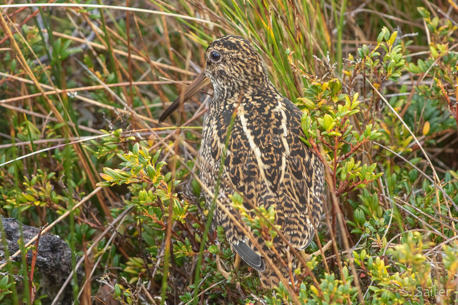 Becasina grande, una desconocida joya ornitológica de la Patagonia