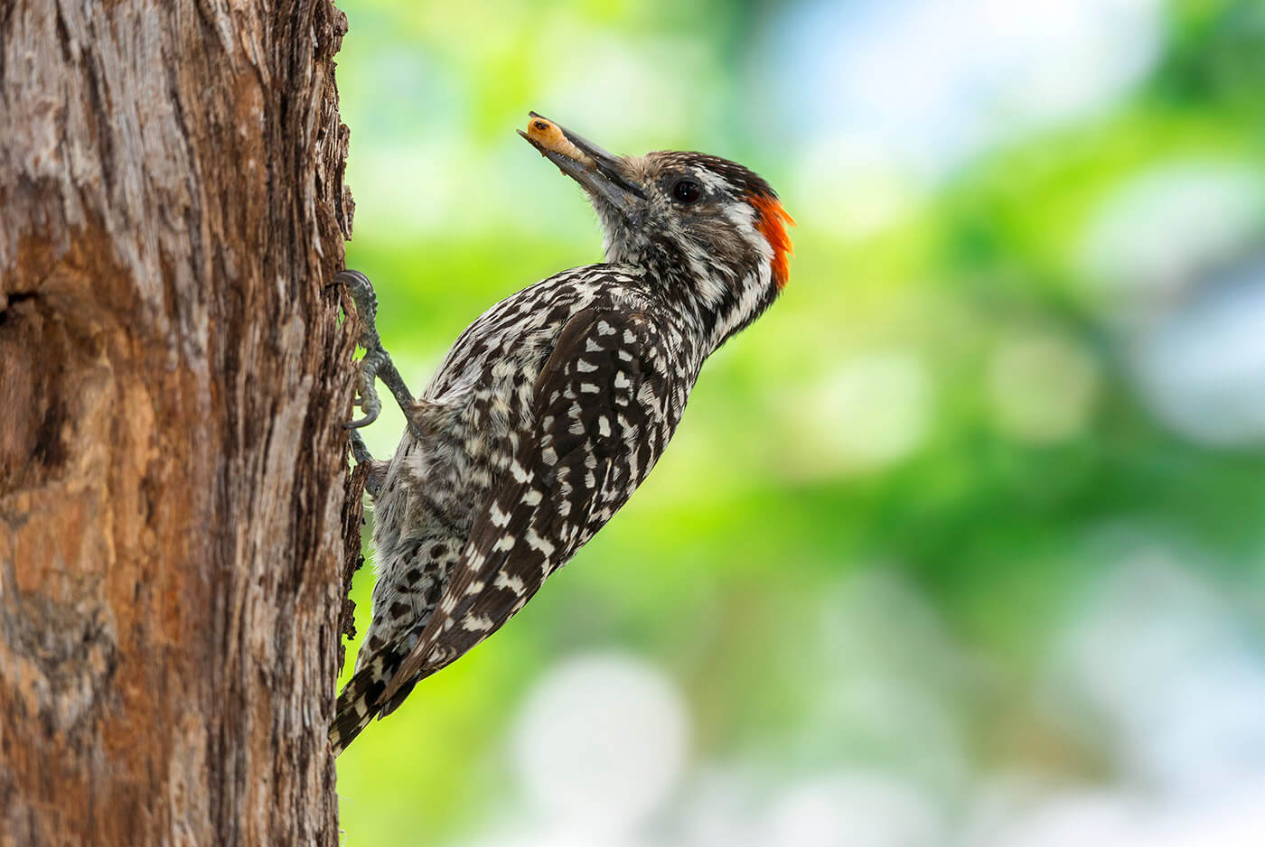 Haz tu check list: ¿Cuántas de estas 15 aves chilenas has visto?