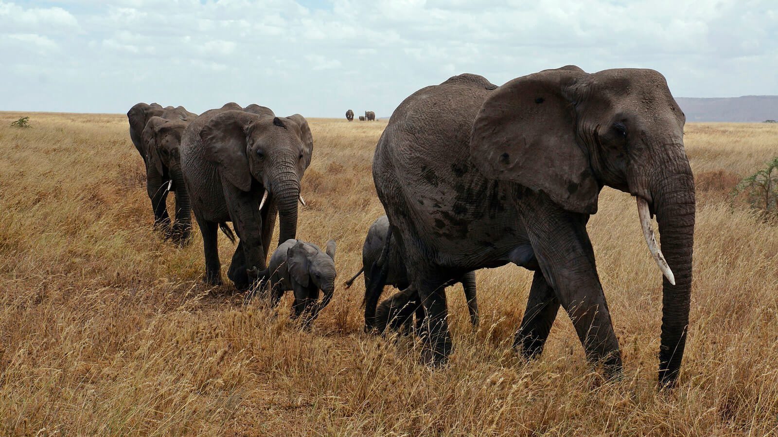 Una reflexión necesaria: el elefante africano, el marfil y el futuro de la biodiversidad