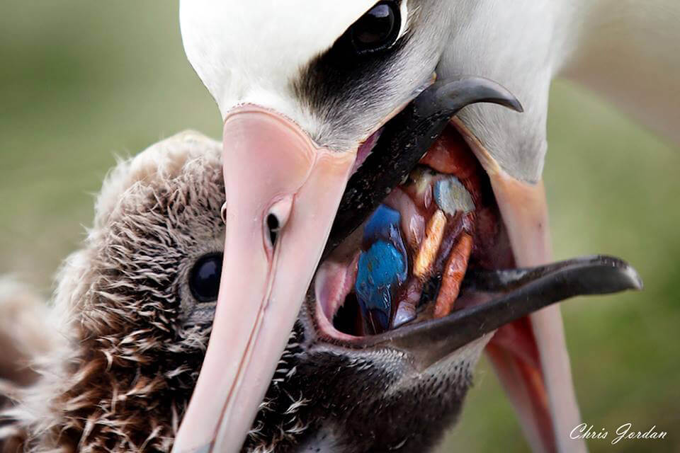 Albatross: un documental sobre cómo nuestra obsesión con el plástico está matando a las aves