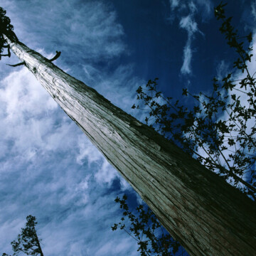 Los árboles nativos más antiguos de Chile