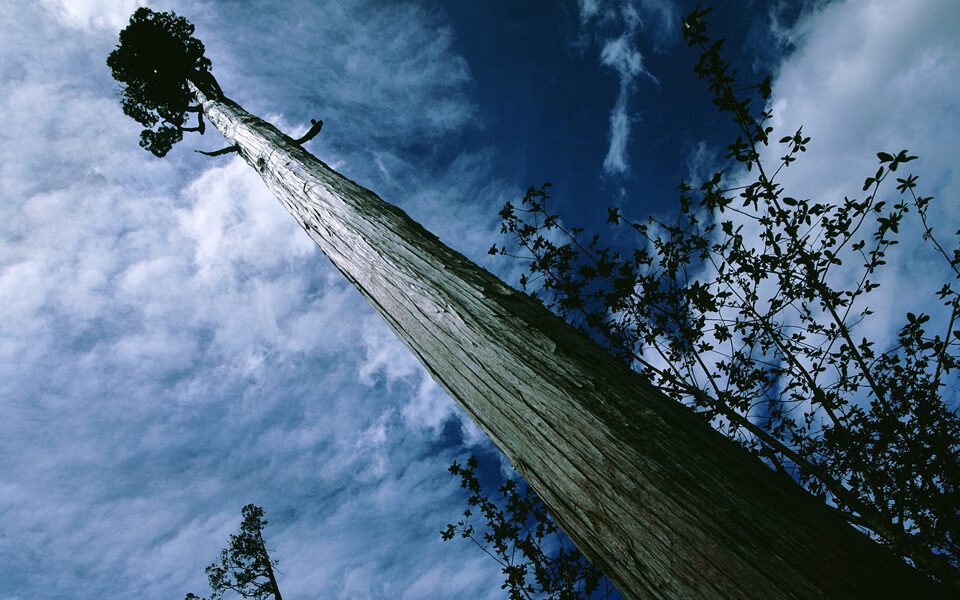 Los árboles nativos más antiguos de Chile