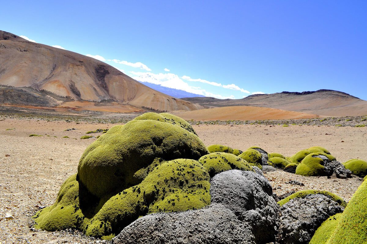 La yareta del altiplano, un tesoro andino