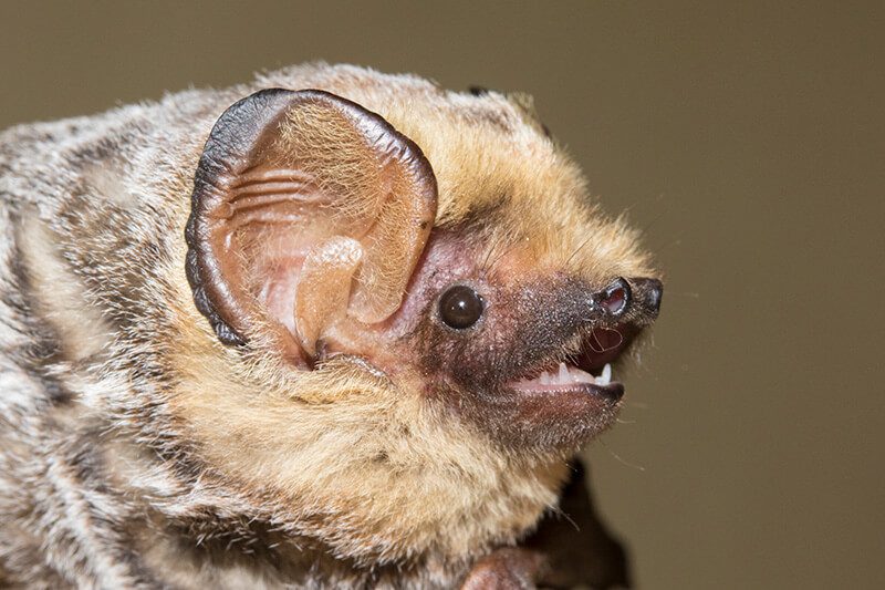 Coquimbo tiene la primera área protegida de murciélagos en Chile