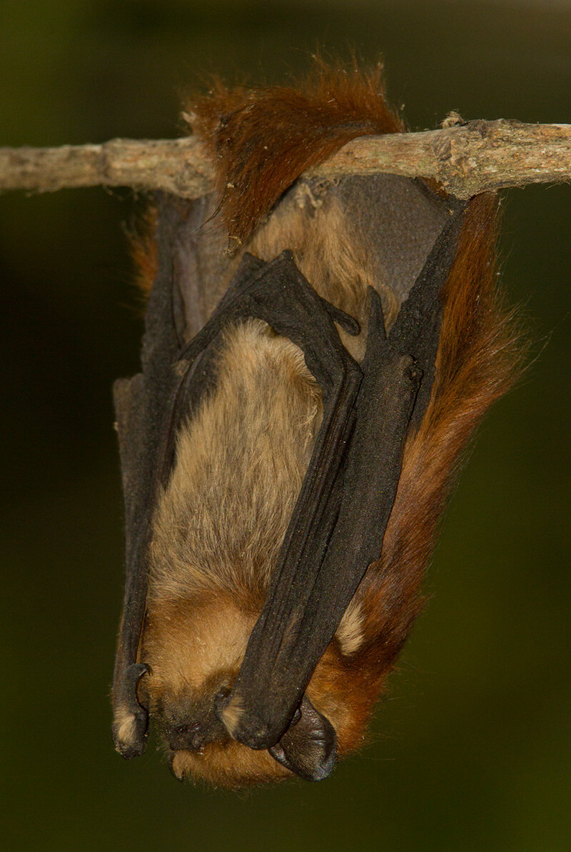 Lasiurus varius, uno de los murciélagos presentes en la reserva Las Chinchillas ©Diego Reyes Arellano