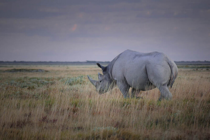 El parque ofrece una cantidad bastante alta de rinocerontes negros.©Antonia Perello