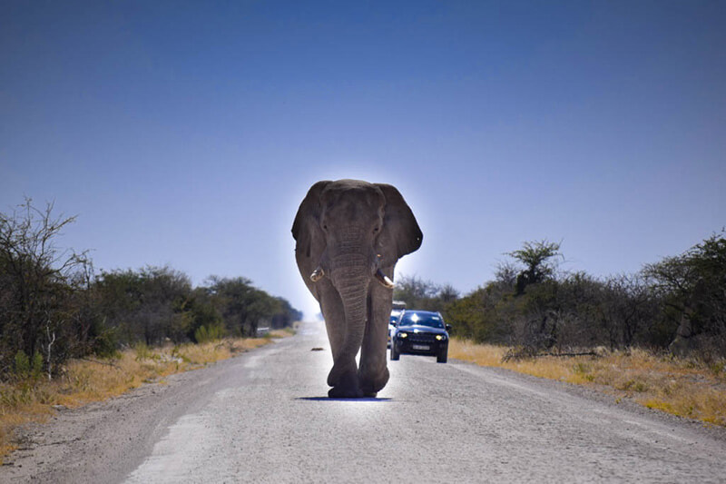 Elefante en camino de Etosha. ©Antonia Perello
