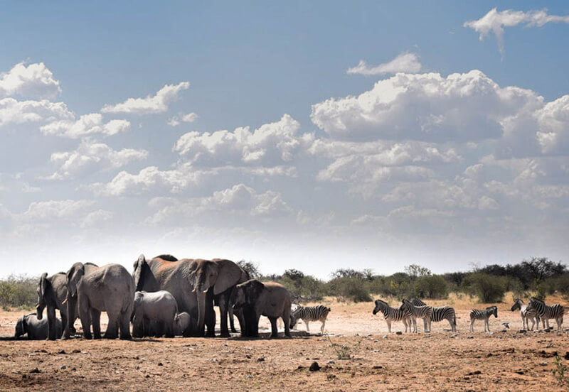 Elefantes desplazan a cebras de un pozo de agua en temporada seca.©Antonia Perello