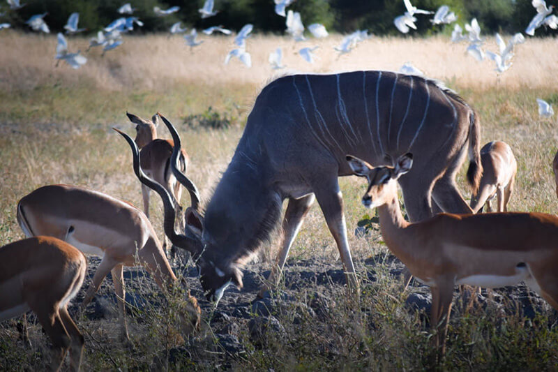 Kudu pastando entre medio de springbok.©Antonia Perello