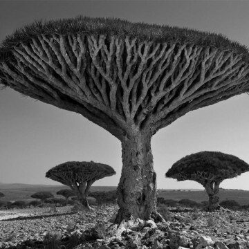 Fotógrafa capturó por 14 años a los árboles más antiguos del mundo