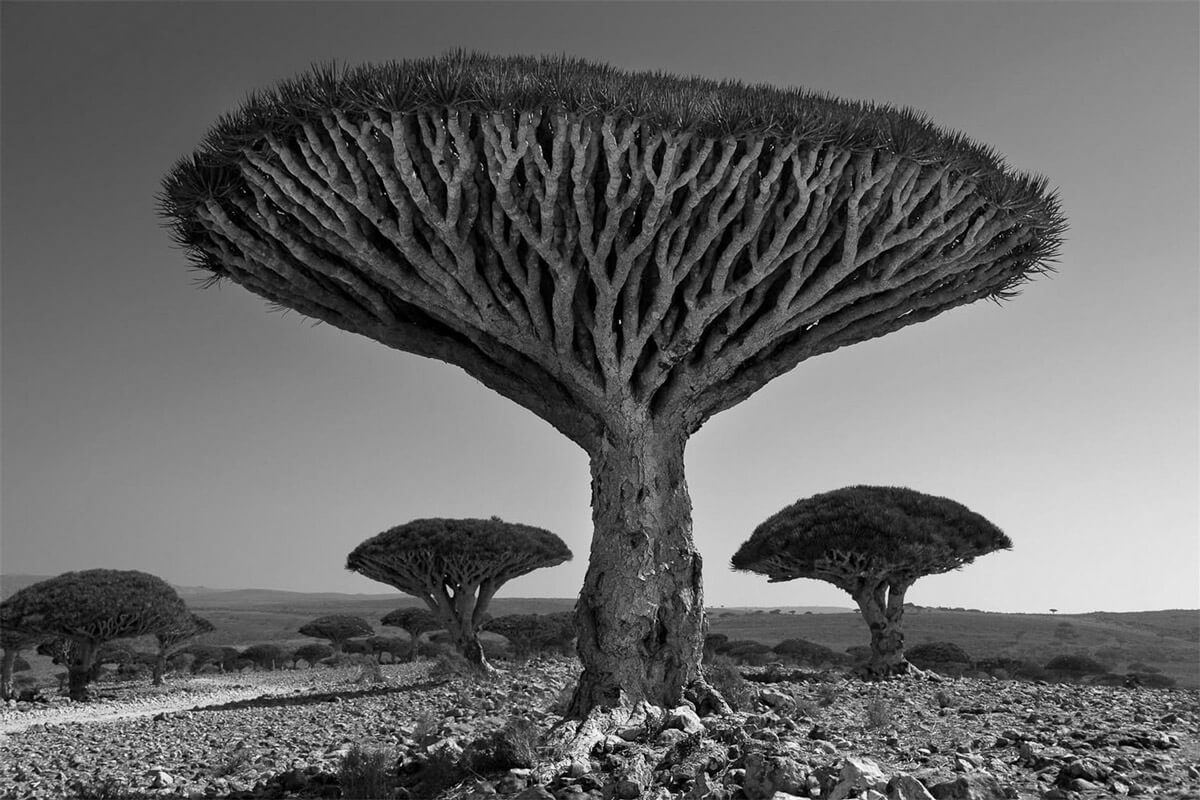 Fotógrafa capturó por 14 años a los árboles más antiguos del mundo
