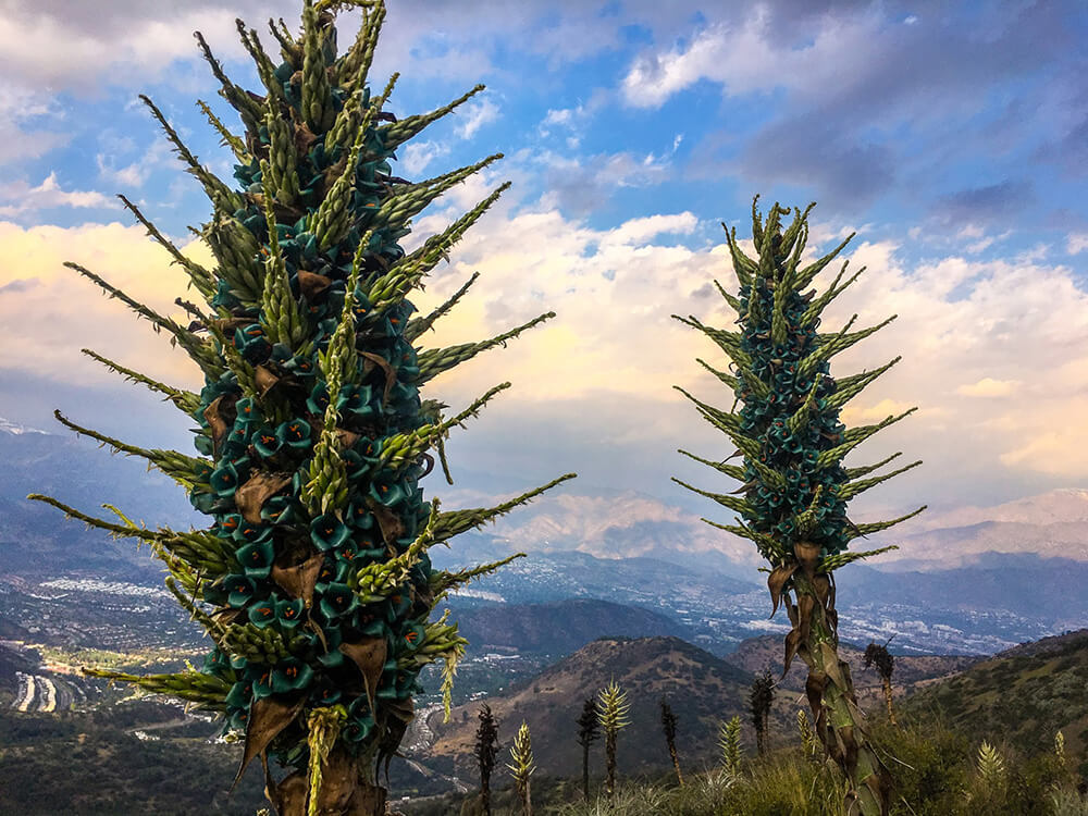 Puya alpestris, otro chagual presente en la zona central de Chile. ©Andrés Claro