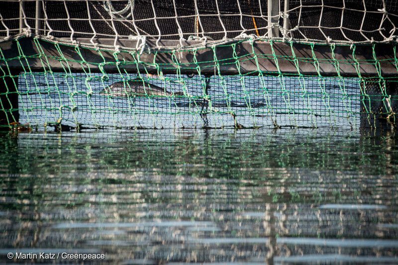 Masiva fuga de salmones en Los Lagos: ¿cuáles podrían ser sus impactos?