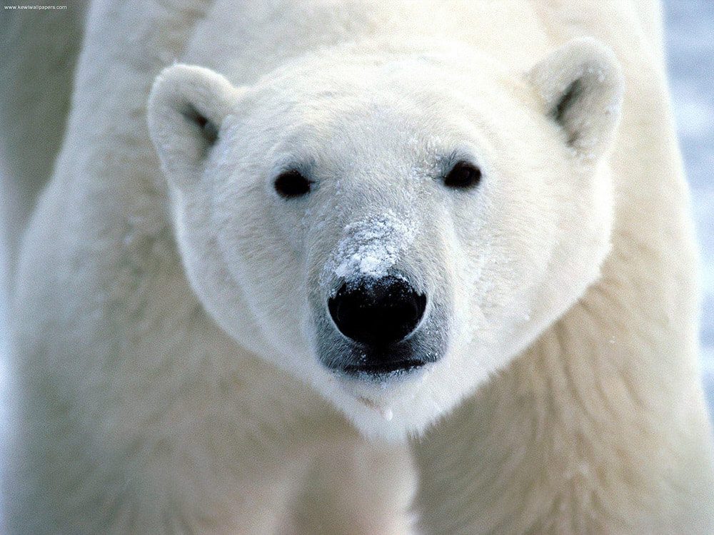 Los osos polares se cansan más debido al calentamiento global