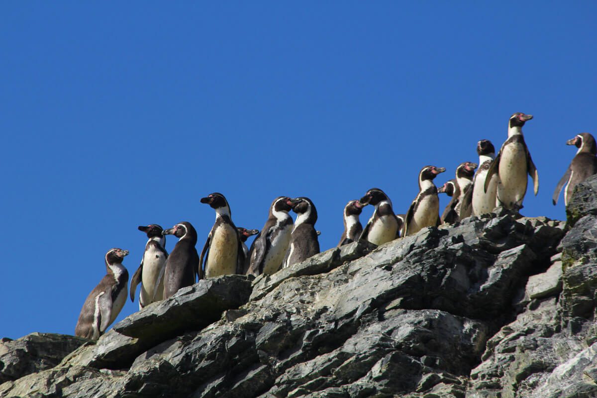 Pinguinos de humboldt©César Villarroel