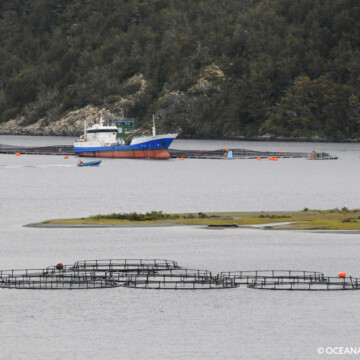 Más del 90% de los salmones fugados en Calbuco aún no es recuperado