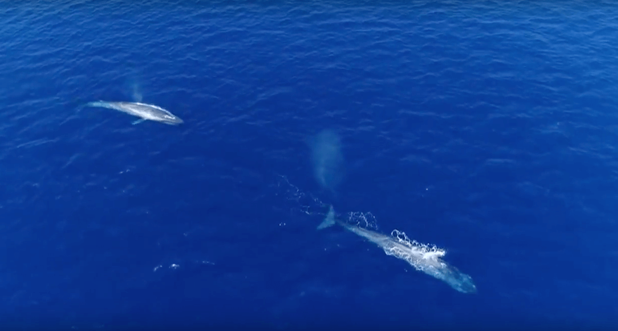 Ballenas, Expedición a Golfo Corcovado
