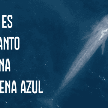 El dialecto chileno de la ballena azul