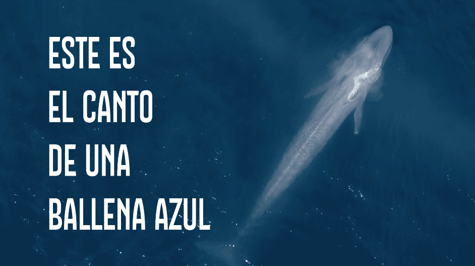 El dialecto chileno de la ballena azul
