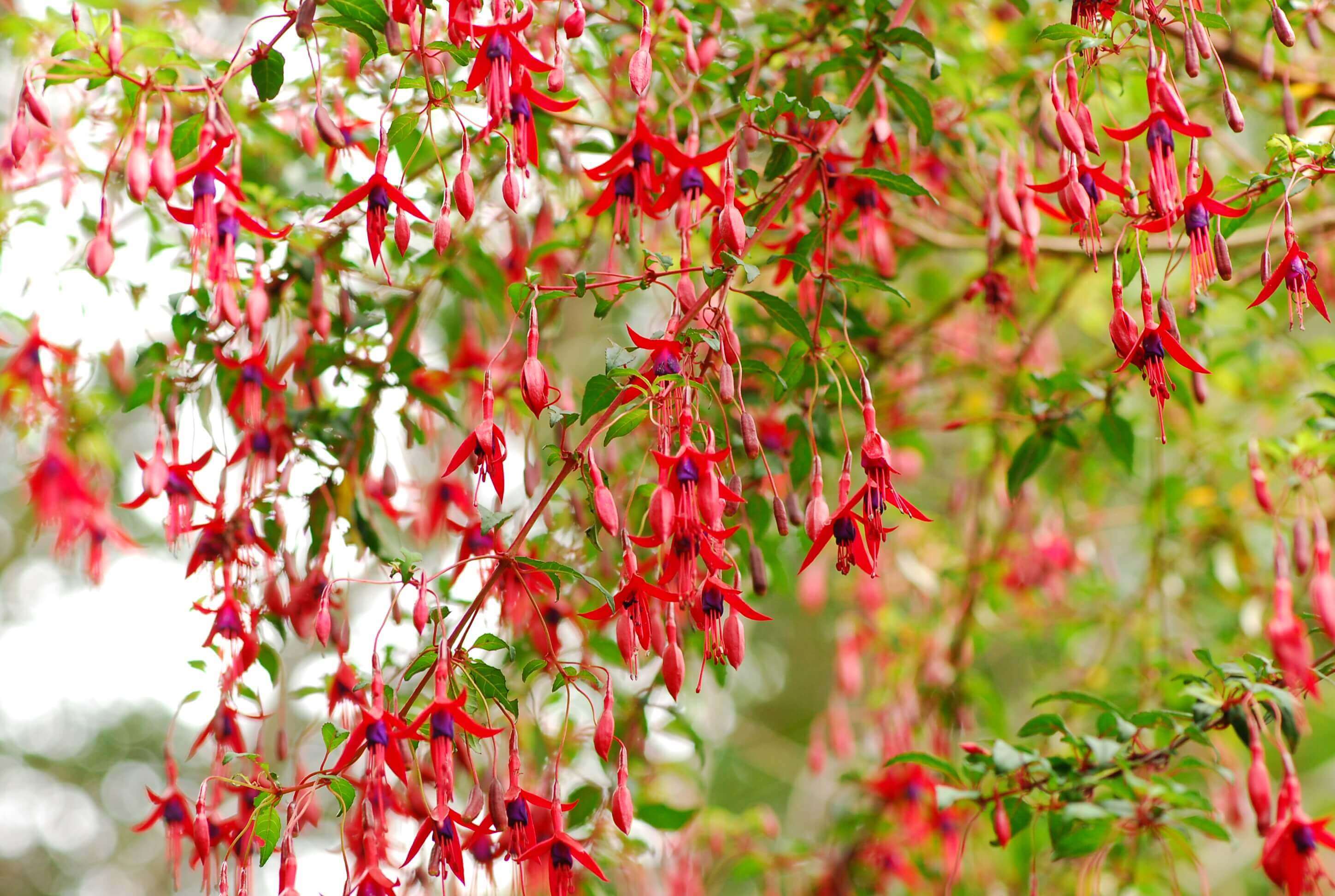 Chilco (Fuchsia magellanica). ©Josefina Hepp