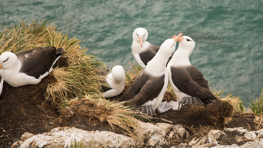 La colonia de albatros de ceja negra presentes en Seno Almirantazgo, es la la única colonia de aguas interiores en el mundo ©Jorge Vidal