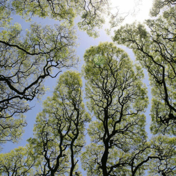 La timidez de los árboles: un fenómeno botánico