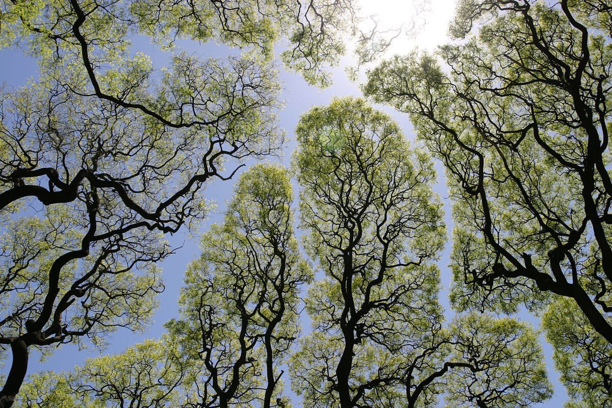 La timidez de los árboles: un fenómeno botánico
