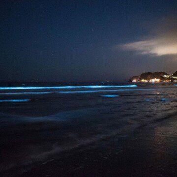 Noctilucas, las luces fantasmas del mar