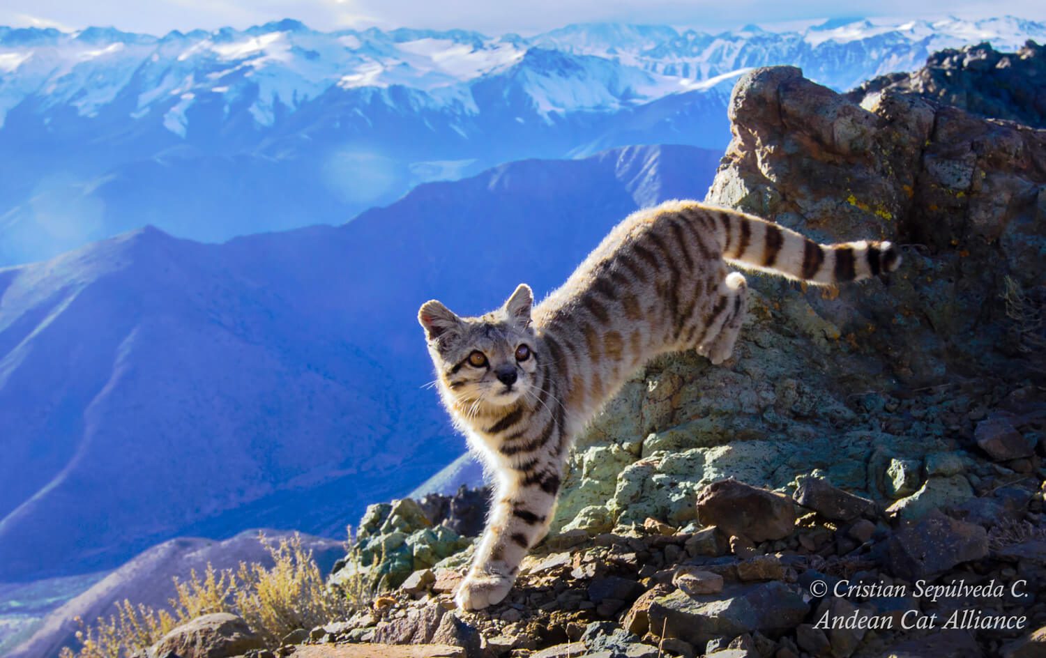 Gato andino en Chile central: el conflicto con el ser humano