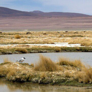 Dos medidas que buscan proteger los humedales en Chile