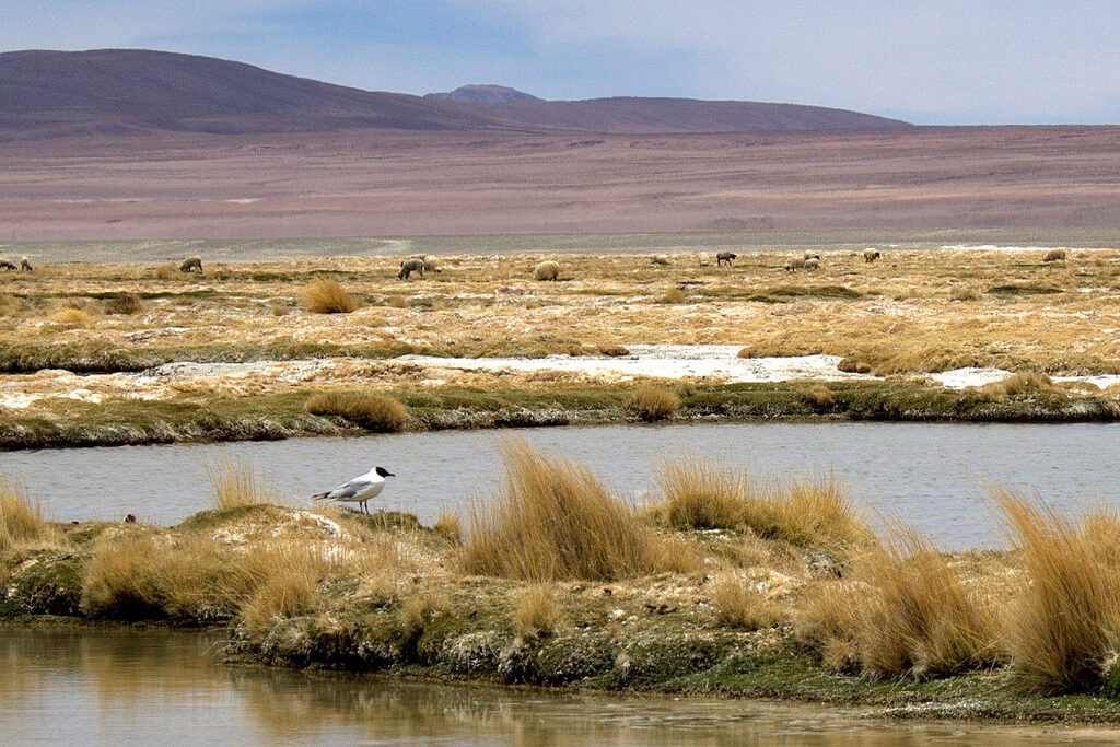 Dos medidas que buscan proteger los humedales en Chile