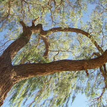 El tamarugo, un árbol endémico del norte de Chile en vías de desaparecer