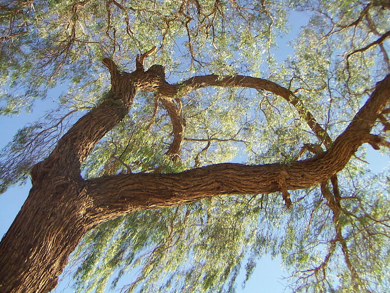El tamarugo, un árbol endémico del norte de Chile en vías de desaparecer