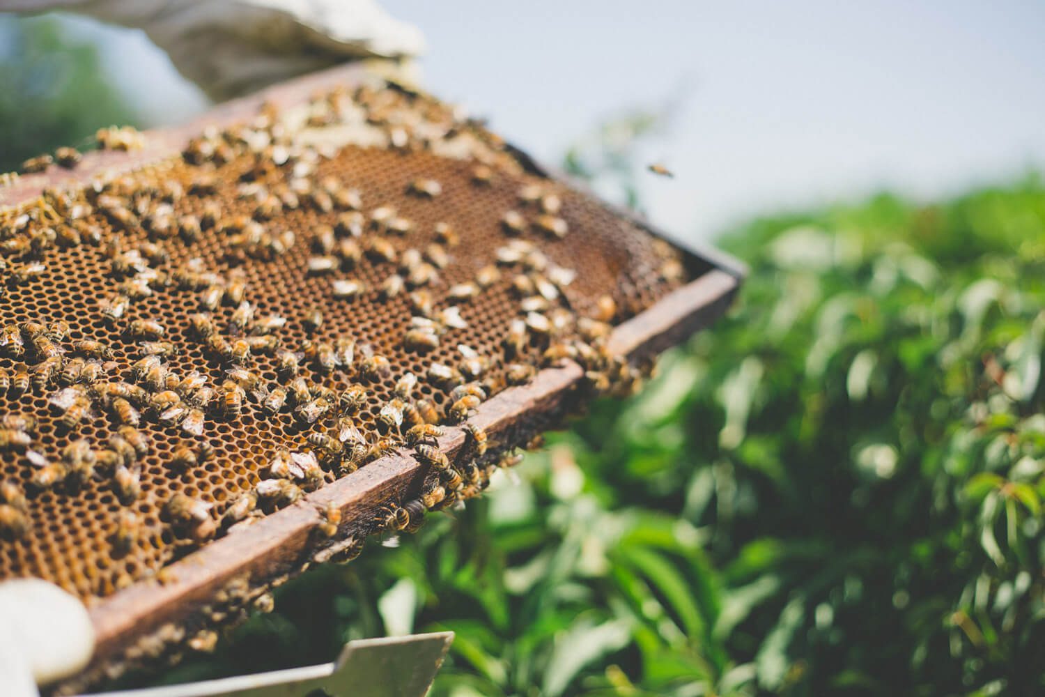 El renacer de las abejas en Chile