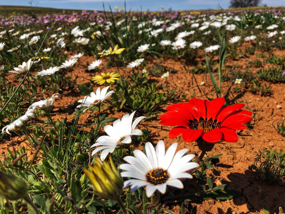 Las maravillas del desierto florido en Sudáfrica