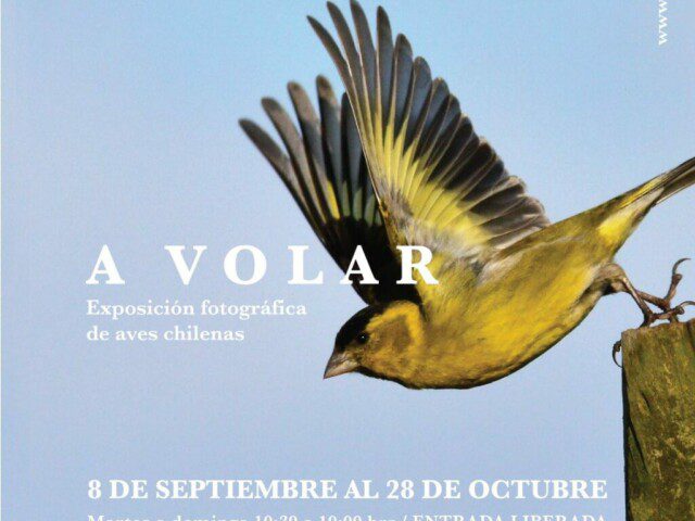 A VOLAR: Exposición fotográfica de aves de Chile
