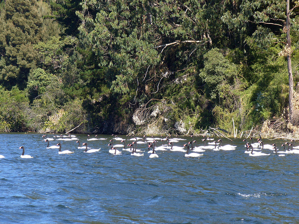 Desde el kayak se pueden ver los cisnes ©Farisori