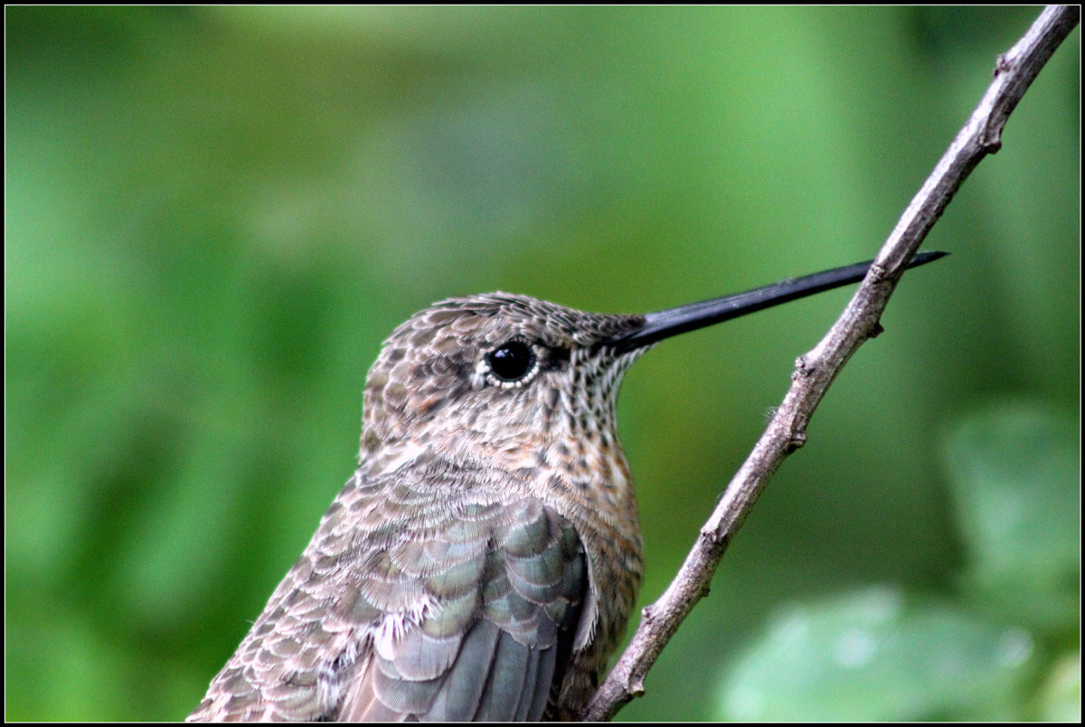 Giant Hummingbird ©cuatrok77