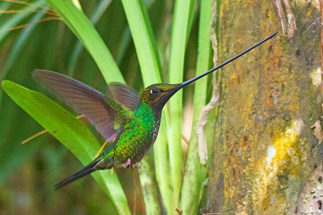 Sword billed Hummingbird ©Joseph C Boone