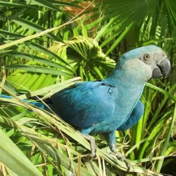 El guacamayo azul se suma a la lista de aves extintas en su hábitat natural