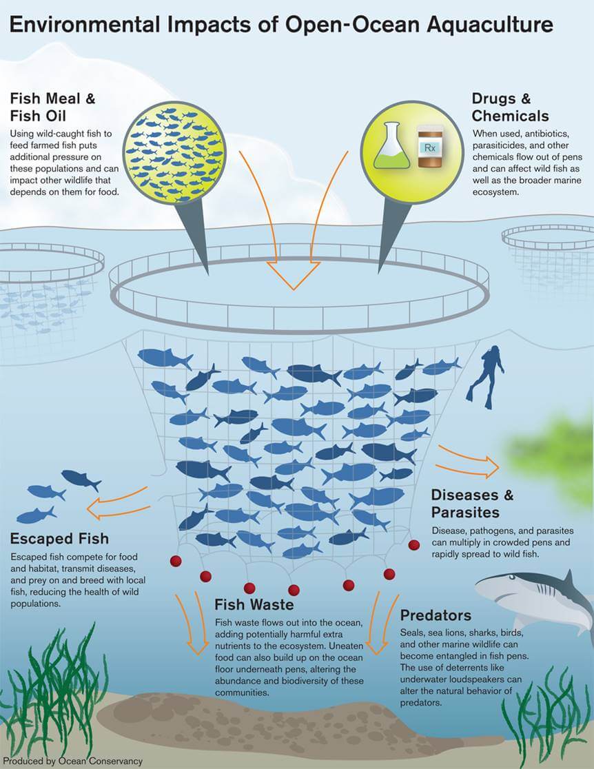 impactos salmonicultura. ©Ocean Conservancy