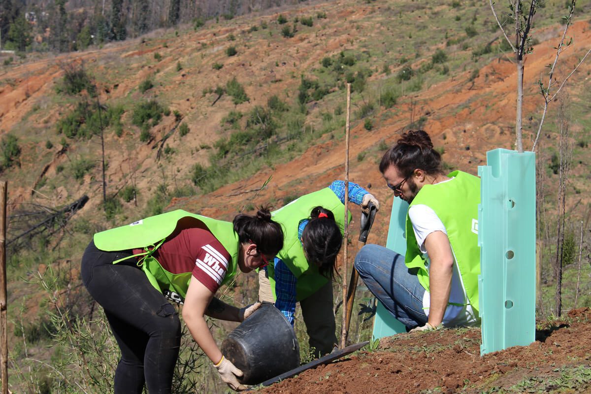 Voluntarios reforestan cinco hectáreas en la Región del Maule