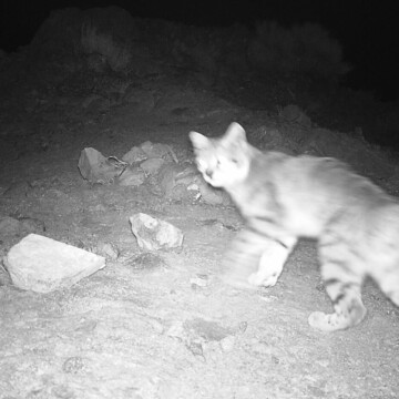 Inédito registro: el esquivo gato andino aparece en el Cajón del Maipo