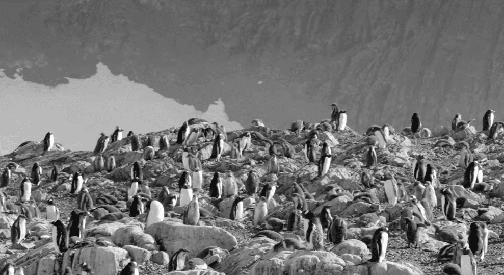Vocalista de Radiohead le pone música a la Antártica
