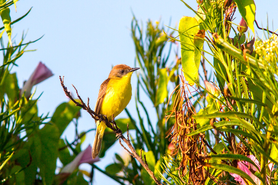 Pájaro Amarillo ©Birding Chile