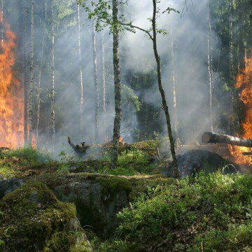 Revelan una de las claves para combatir los incendios forestales en Chile