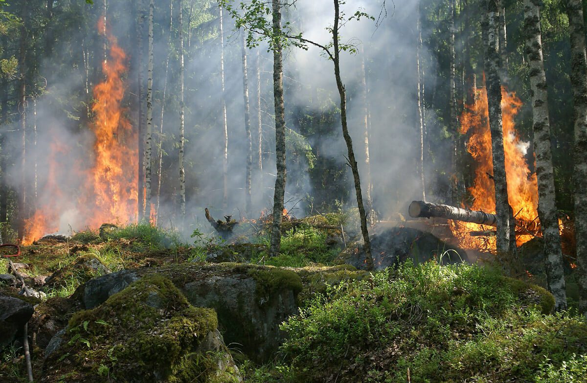 Revelan una de las claves para combatir los incendios forestales en Chile