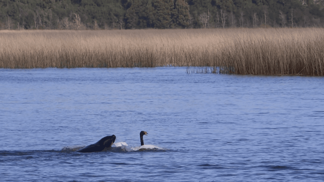 Los cisnes de Valdivia enfrentan una nueva amenaza: ya han muerto 157 de ellos